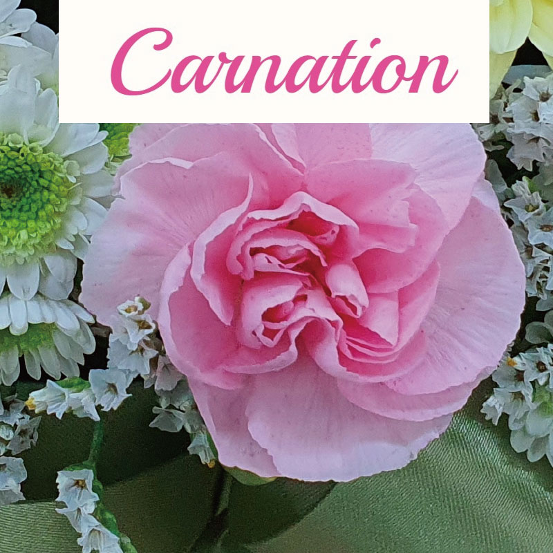 Carnation flower to Korea ⋆ Send Carnation flowers 카네이션 꽃배달