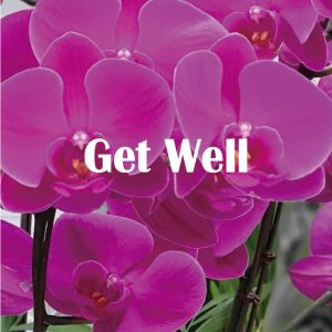 Get well flower Korea