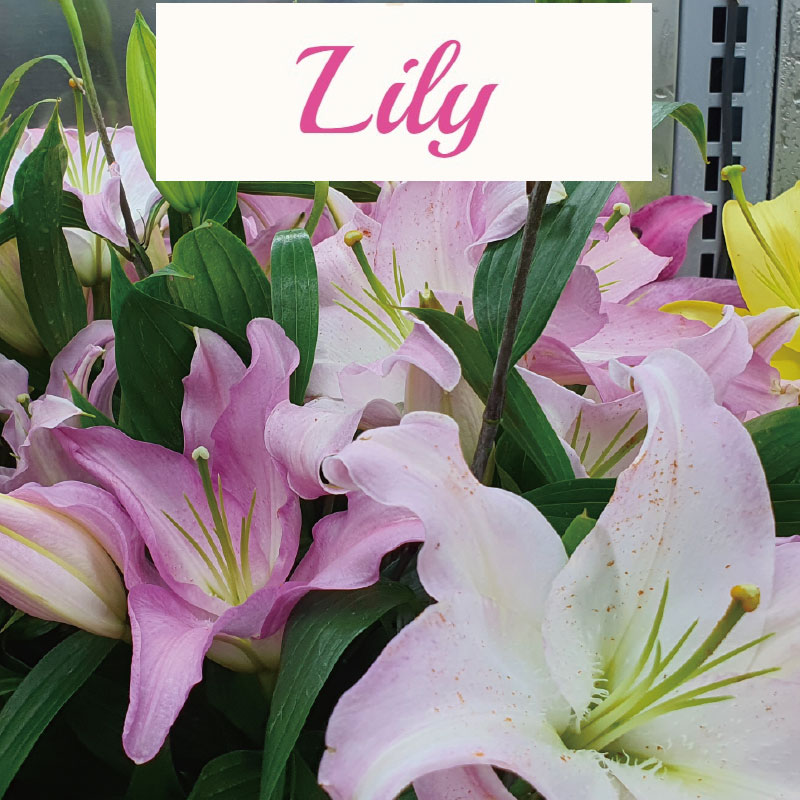 Lily flower to Korea ⋆ Send Lily flowers to Korea, 백합 꽃 배달, 한국, 서울