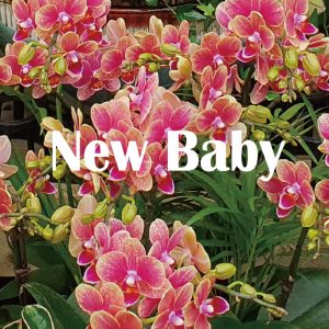 New baby flower Korea