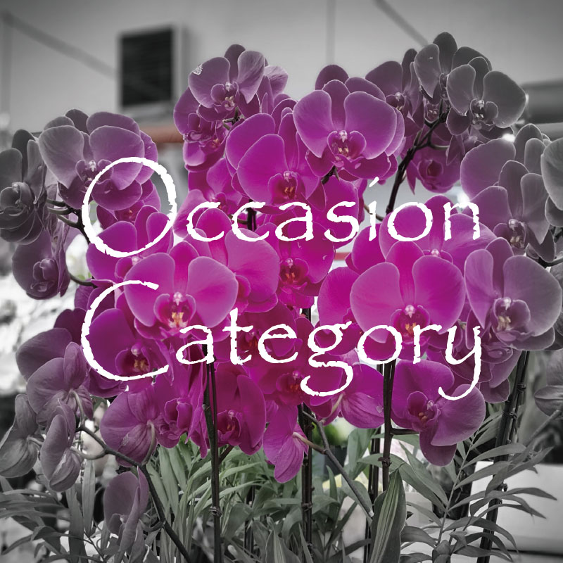 Flower occasion by event category ⋆ Send flowers to Korea by occasion 꽃